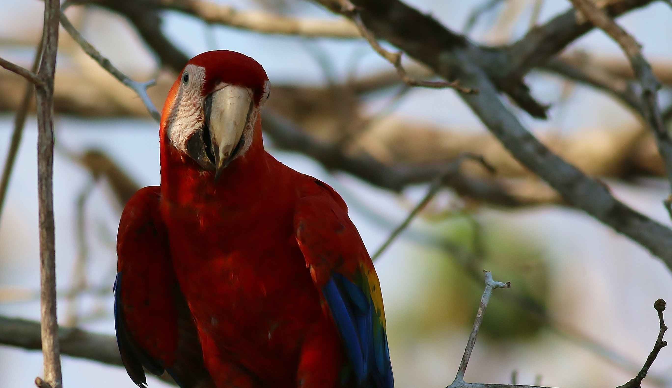 Scarlet Macaw